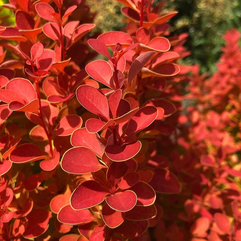 dt-brown FLOWER PLANTS Berberis thunbergii Orange Ice Shrub Plant