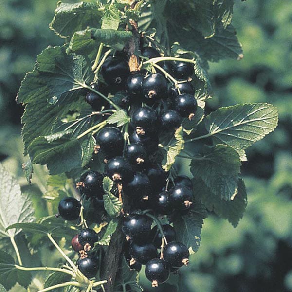 dt-brown FRUIT Blackcurrant Ben Connan AGM Fruit Plant