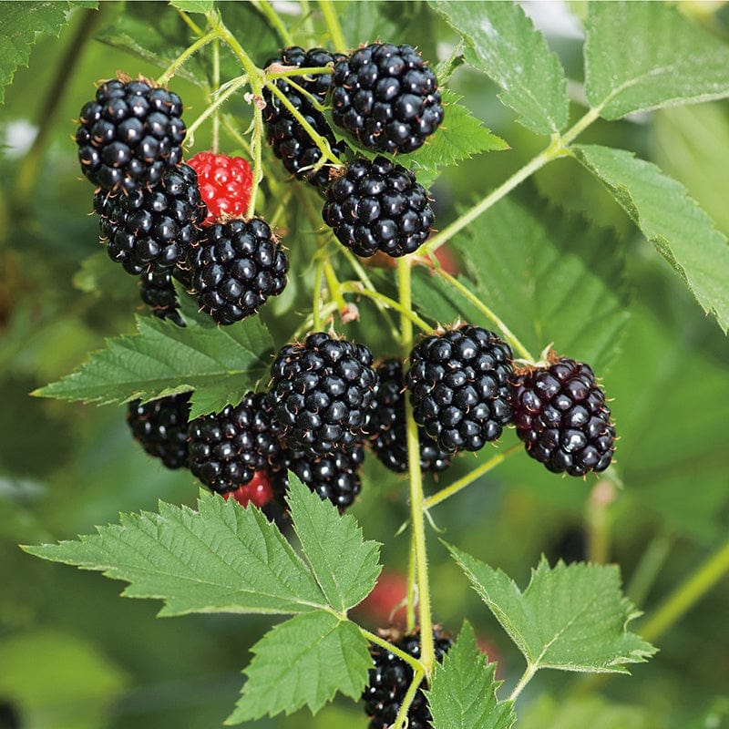 dt-brown FRUIT Blackberry Loch Ness AGM Fruit Plant (Floricane)