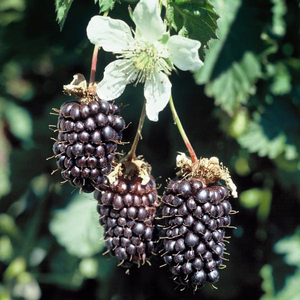 dt-brown FRUIT Boysenberry Plant