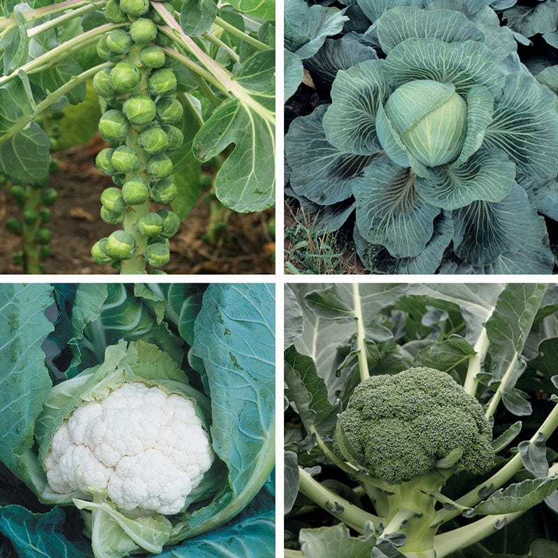 dt-brown VEGETABLE PLANTS 40 Plants (LATE) Clubroot Resistant Brassica Veg Plant Collection