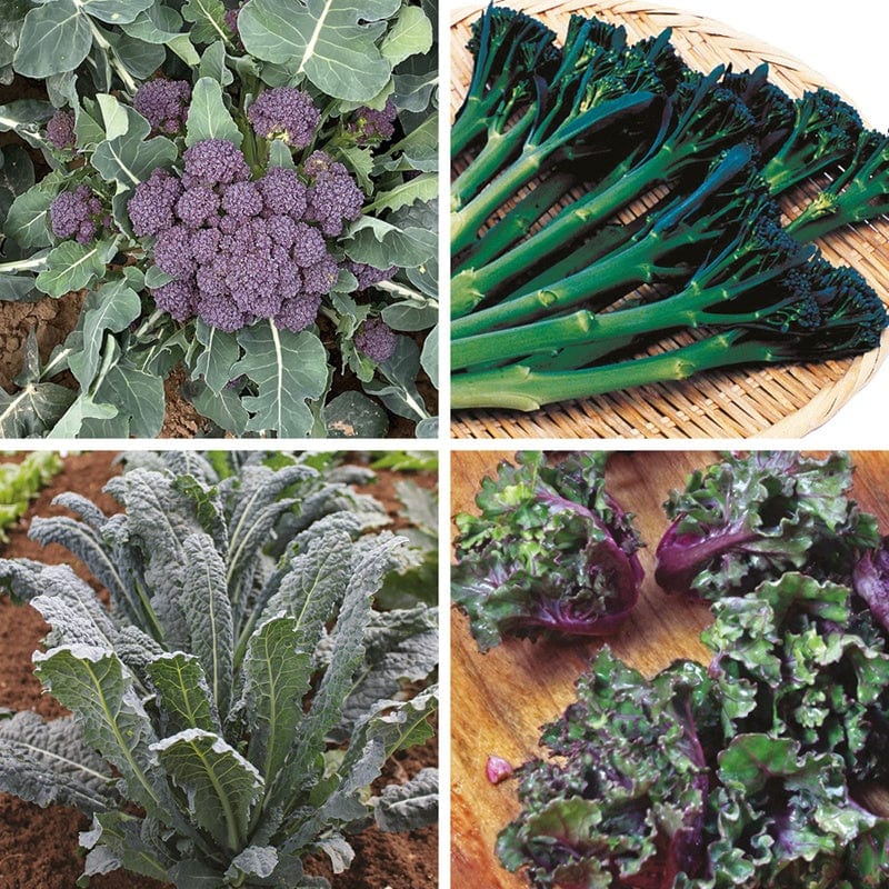 dt-brown VEGETABLE PLANTS 40 Plants (LATE) Gourmet Brassica Plant Collection