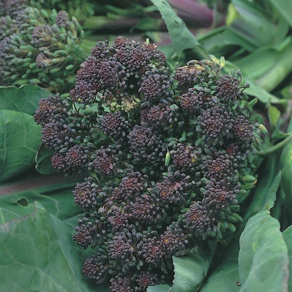 dt-brown VEGETABLE PLANTS Sprouting Broccoli Rudolph Plants