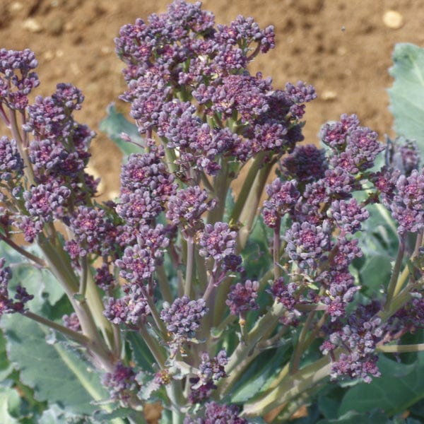 dt-brown VEGETABLE PLANTS 10 Plants (LATE) Purple Sprouting Broccoli Santee F1 Plants