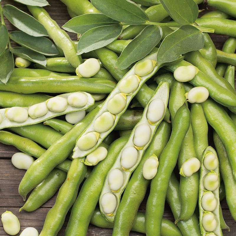 dt-brown VEGETABLE PLANTS 10 Plants (LATE) Broad Bean Bunyards Exhibition Veg Plants