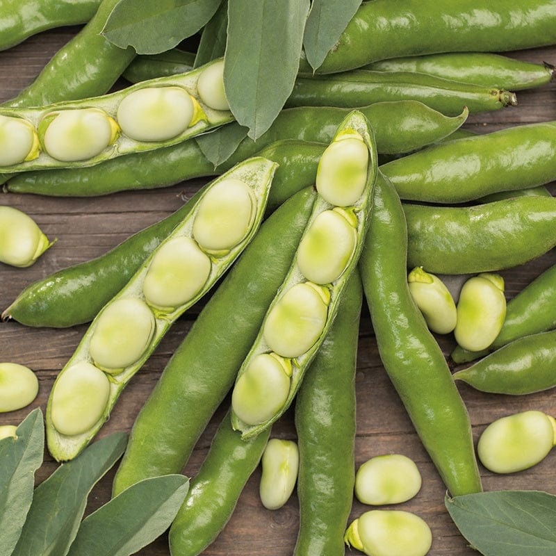 dt-brown VEGETABLE PLANTS Broad Bean The Sutton AGM Veg Plants