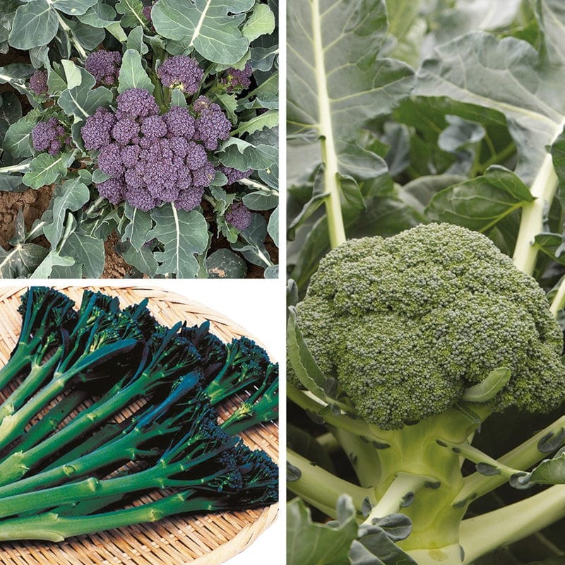 dt-brown VEGETABLE PLANTS 30 Plants (LATE) Broccoli and Calabrese Collection Vegetable Plants