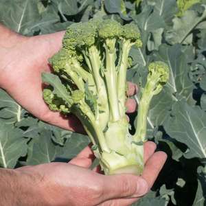 dt-brown VEGETABLE PLANTS Sprouting Broccoli Montebello Plants