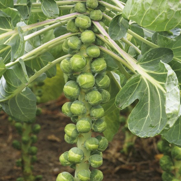 dt-brown VEGETABLE PLANTS 10 Plants (LATE) Brussels Sprouts Crispus F1 Veg Plants