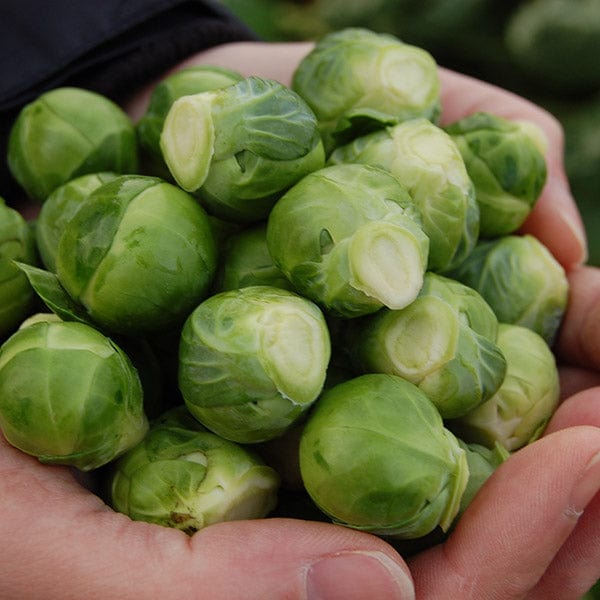 dt-brown VEGETABLE PLANTS 10 Plants (LATE) Brussels Sprout Brodie F1 Plants