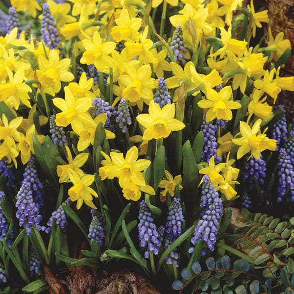 dt-brown FLOWER BULBS Narcissus and Muscari Flower Bulb Collection