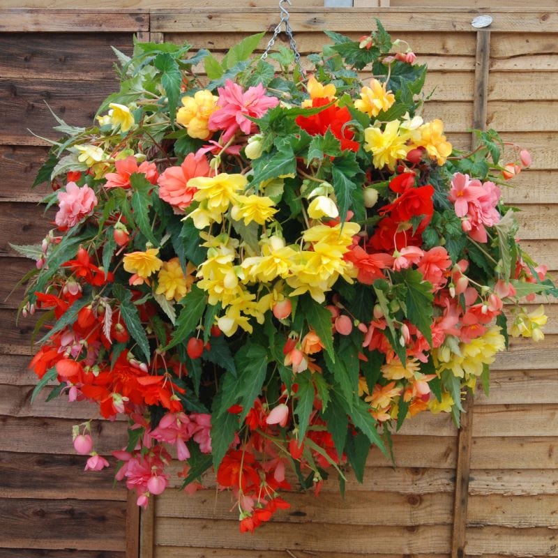 dt-brown FLOWER SEEDS Begonia Illumination Mixed F1 Flower Seeds