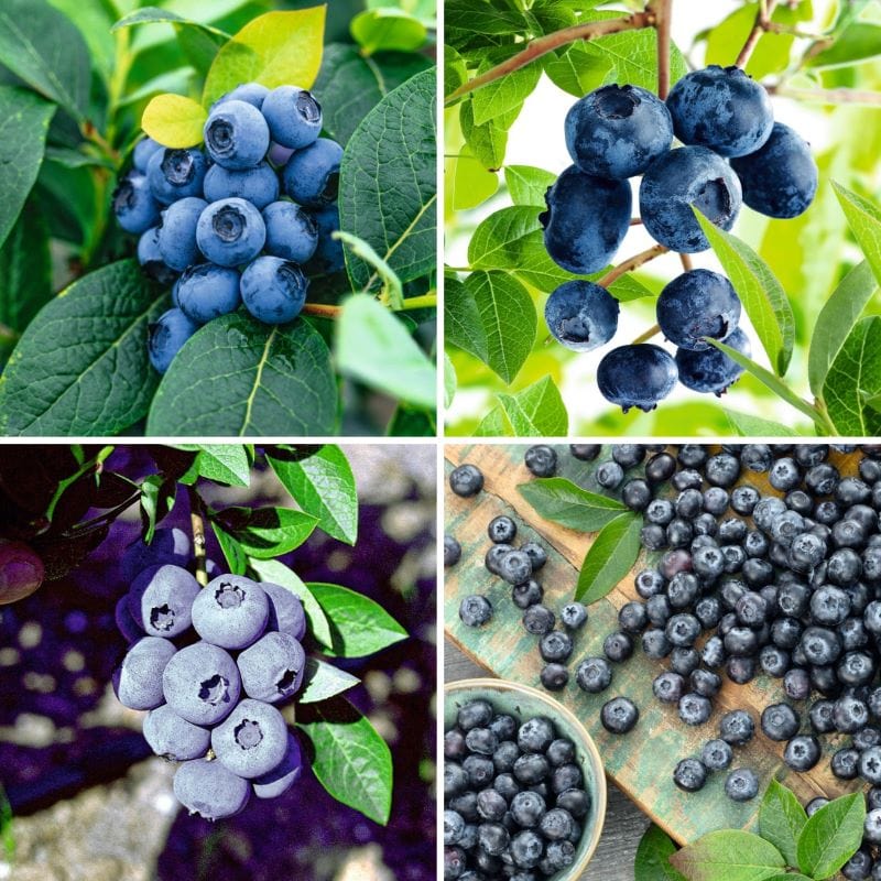 dt-brown FRUIT Blueberry Collection Fruit Plants