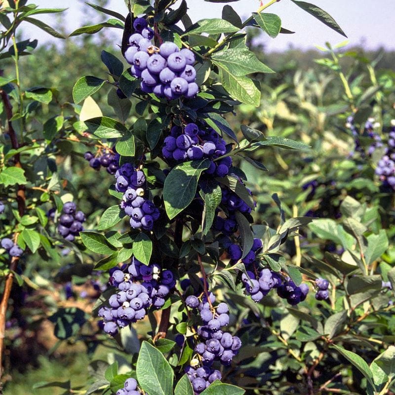 dt-brown FRUIT Blueberry Duke Fruit Plant