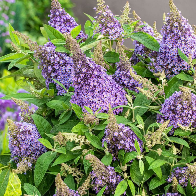 dt-brown Buddleja davidii Lila Sweetheart Flower Plants