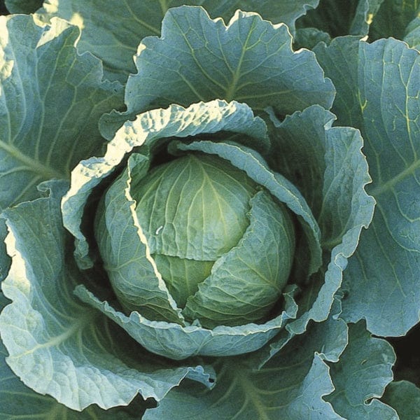 dt-brown VEGETABLE PLANTS Cabbage Tundra F1 Plants