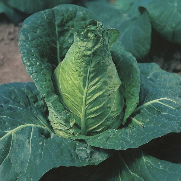 dt-brown VEGETABLE PLANTS Cabbage Advantage Veg Plants