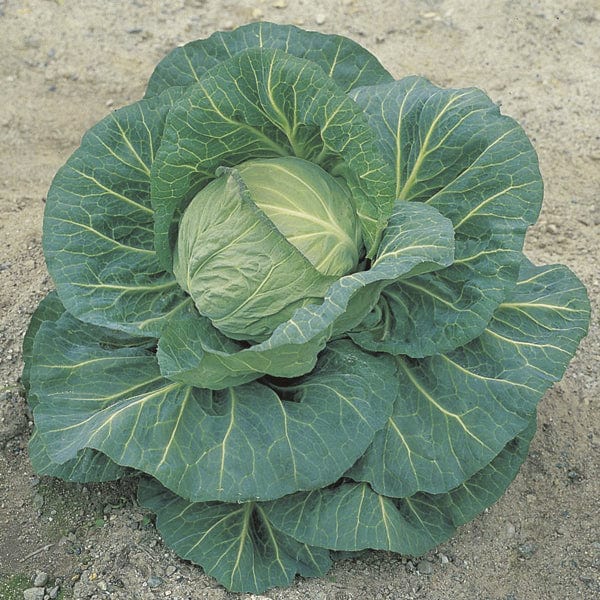 dt-brown VEGETABLE PLANTS Cabbage Spring Hero F1 Plants