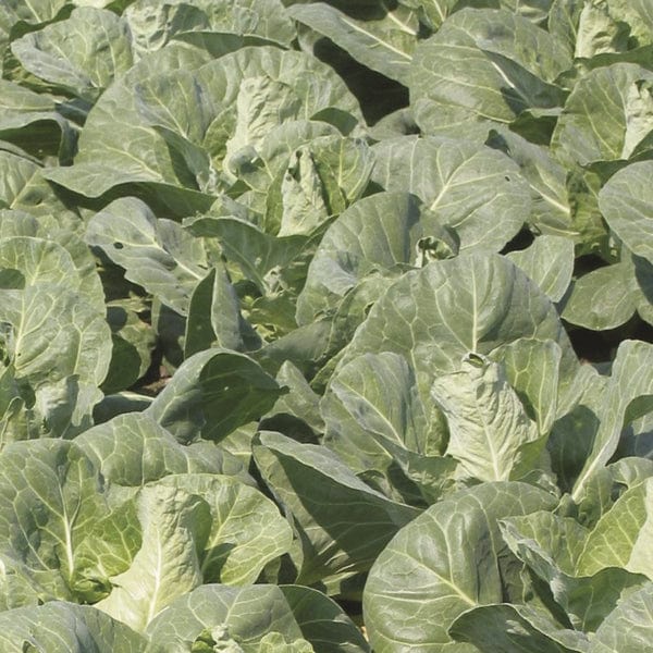 dt-brown VEGETABLE PLANTS Cabbage Regency F1 Veg Plants