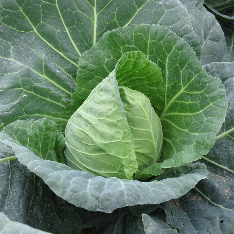 dt-brown VEGETABLE PLANTS Cabbage Duncan F1 AGM Veg Plants