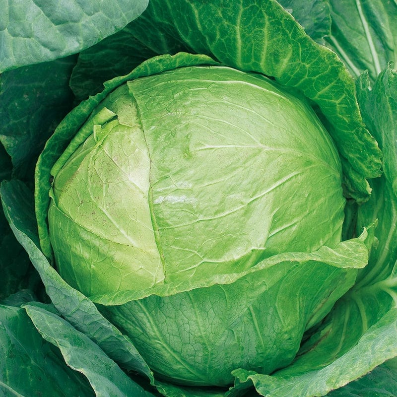 dt-brown VEGETABLE PLANTS Cabbage Mozart F1 Veg Plants