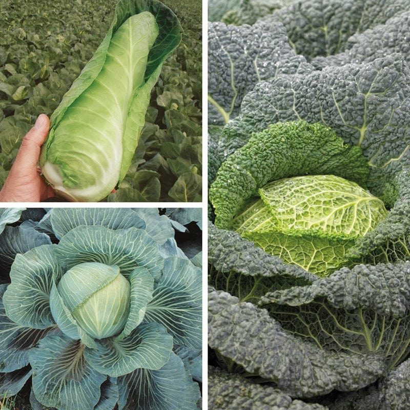 dt-brown VEGETABLE PLANTS 30 Plants (LATE) Cabbage Veg Plant Collection