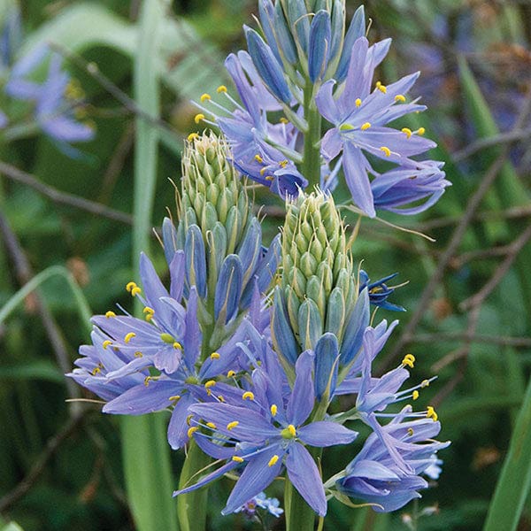 dt-brown FLOWER BULBS Camassia cusickii Flower Bulbs