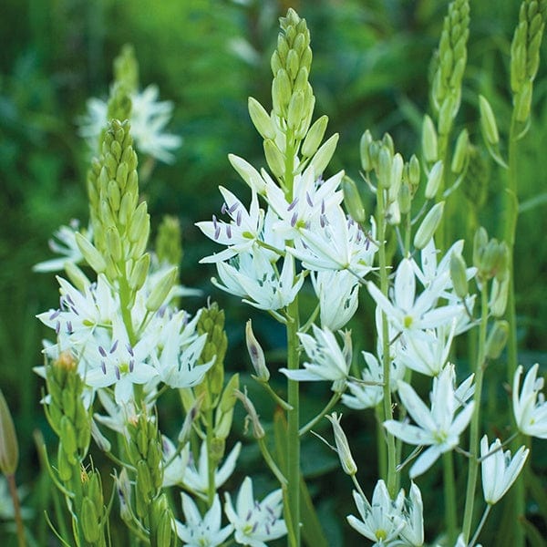 dt-brown FLOWER BULBS Camassia C.Leichtlinii Alba Bulbs