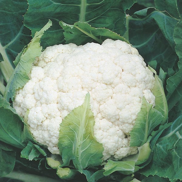 dt-brown VEGETABLE PLANTS 10 Plants (LATE) Cauliflower Aalsmeer Plants