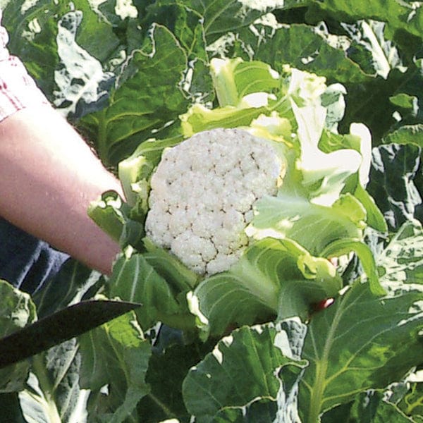 dt-brown VEGETABLE PLANTS Cauliflower Mystique F1 Plants