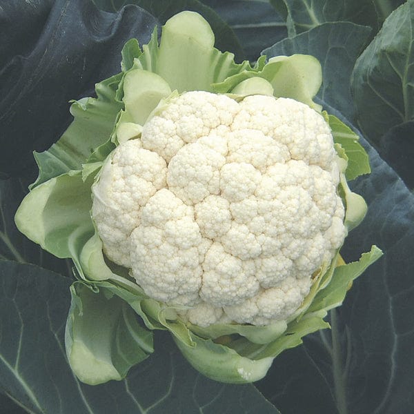 dt-brown VEGETABLE PLANTS Cauliflower North Foreland F1 Plants