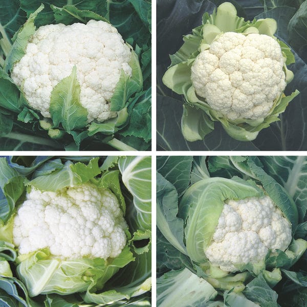 dt-brown VEGETABLE PLANTS Cauliflower Plant Collection