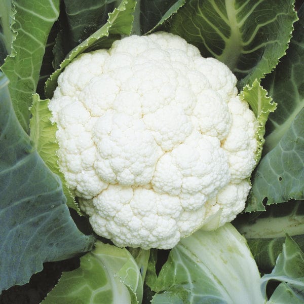 dt-brown VEGETABLE PLANTS Cauliflower Sapporo Plants