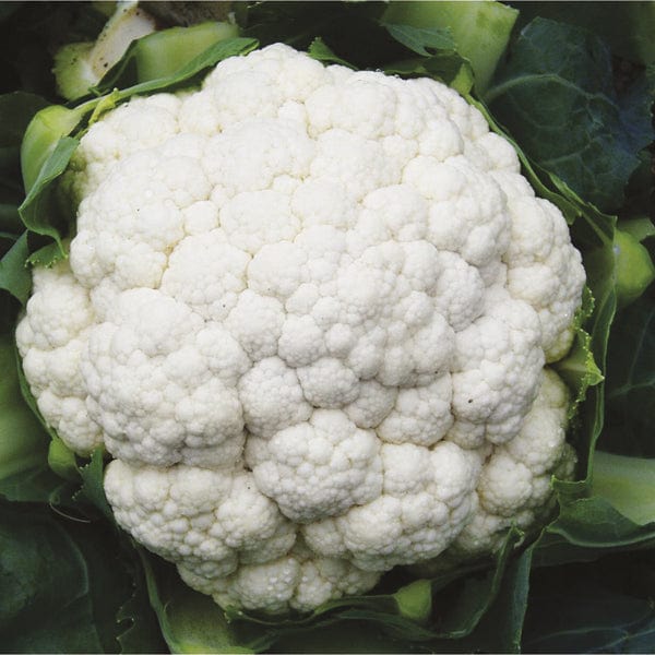 dt-brown VEGETABLE PLANTS Cauliflower Seoul F1 Veg Plants