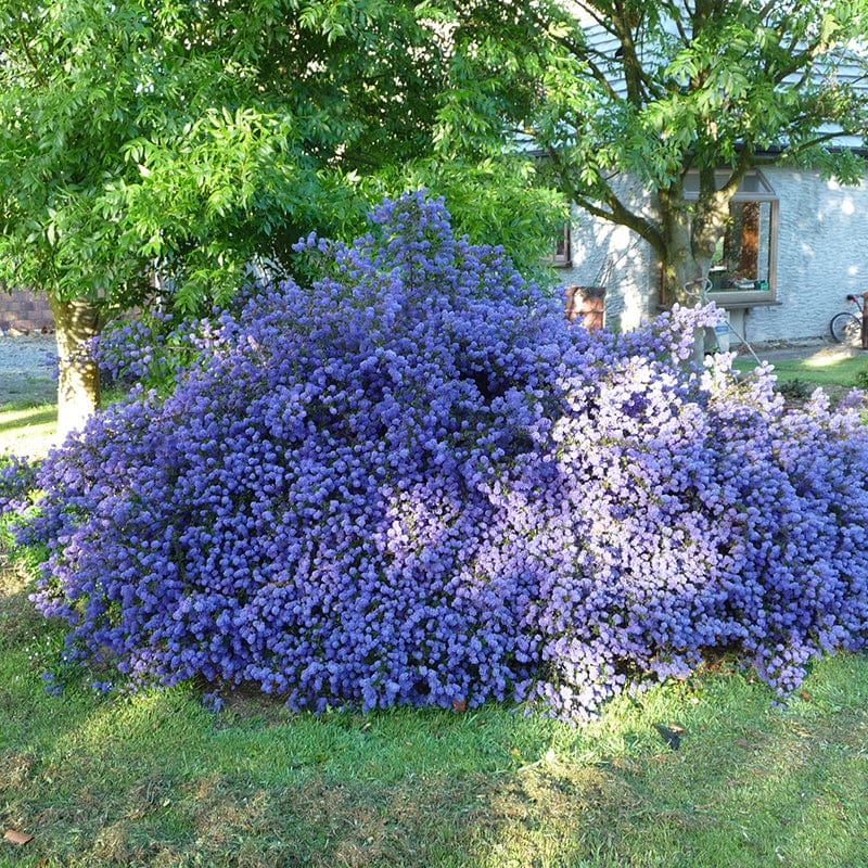 dt-brown FLOWER PLANTS Ceanothus Blue Sapphire Shrub Plant