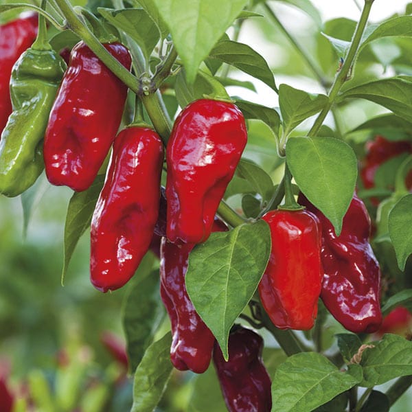 dt-brown VEGETABLE SEEDS Pepper (Chilli) Bhut Jolokia Seeds