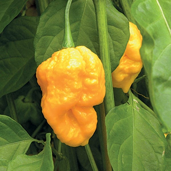 dt-brown VEGETABLE PLANTS Chilli Pepper Trinidad Moruga Scorpion Yellow Plants