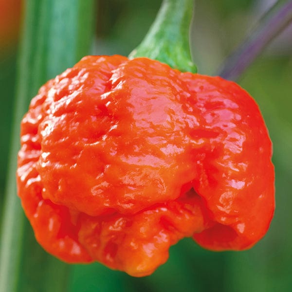 dt-brown VEGETABLE SEEDS Pepper (Chilli) Carolina Reaper Seeds