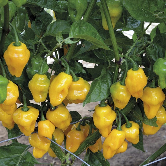 How to Grow Chillies | Growing Guide | D.T. Brown