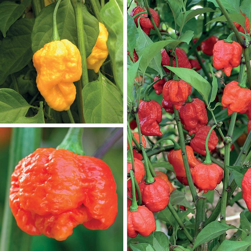 dt-brown VEGETABLE PLANTS The World's Hottest Chilli Plant Collection