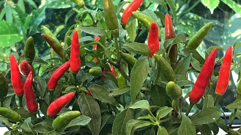 dt-brown VEGETABLE PLANTS Chilli Quickfire Vegetable Plants