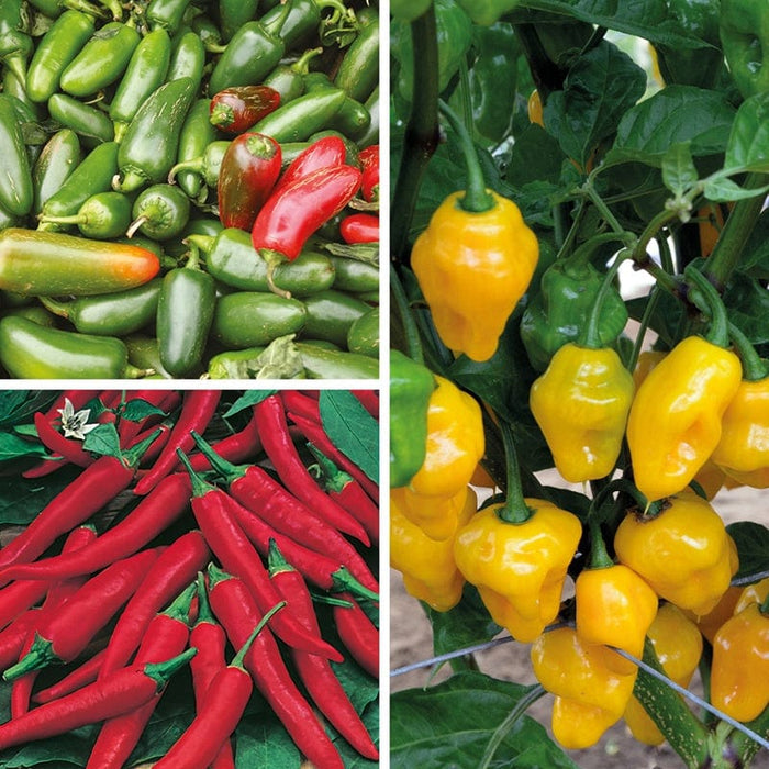 How to Grow Chillies | Growing Guide | D.T. Brown