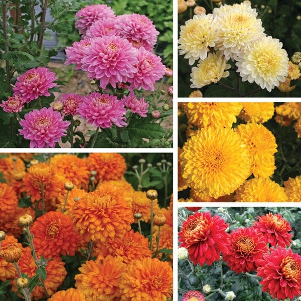 dt-brown FLOWER PLANTS Chrysanthemum Pennine Outdoor Spray Plant Collection