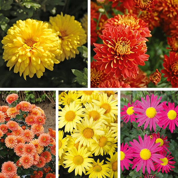 dt-brown FLOWER PLANTS Chrysanthemum Garden Hardy Flower Collection