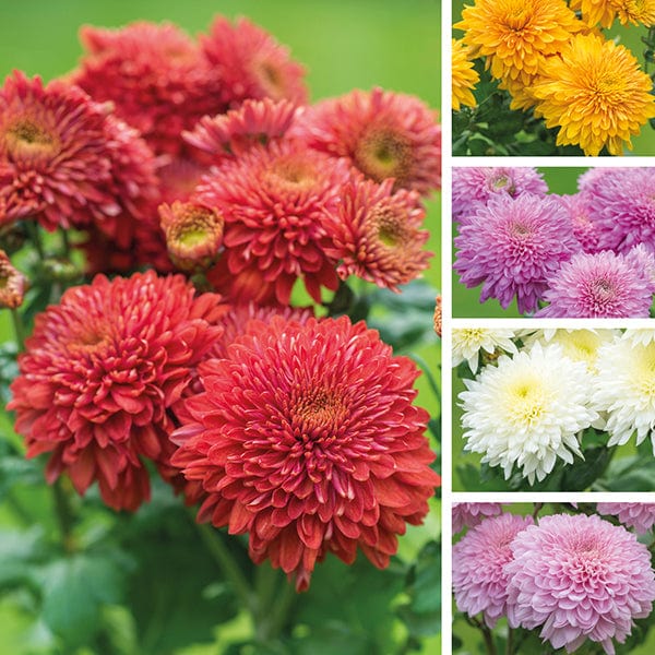 dt-brown FLOWER PLANTS Gompie Chrysanthemum Outdoor Collection