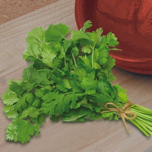 dt-brown VEGETABLE PLANTS Coriander Herb Plants