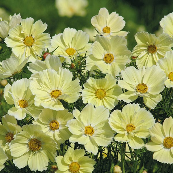 dt-brown FLOWER SEEDS Cosmos Xanthos Flower Seeds