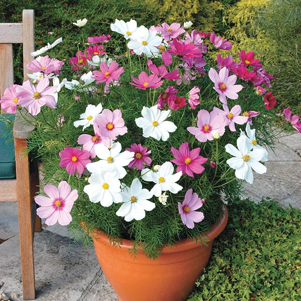 dt-brown FLOWER PLANTS Cosmos Sonata Mixed Plug Plants