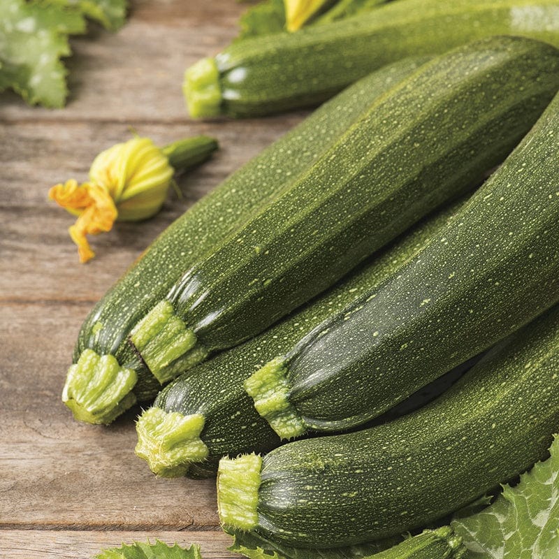 dt-brown VEGETABLE PLANTS Courgette Defender F1 AGM Veg Plants