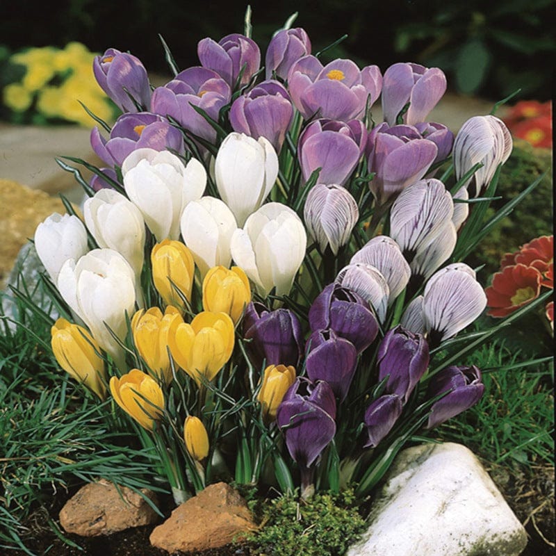 dt-brown FLOWER BULBS Crocus Species Flower Bulb Mix